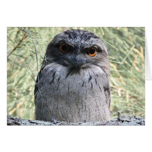 Frogmouth rojizo (Anverso (Horizontal))