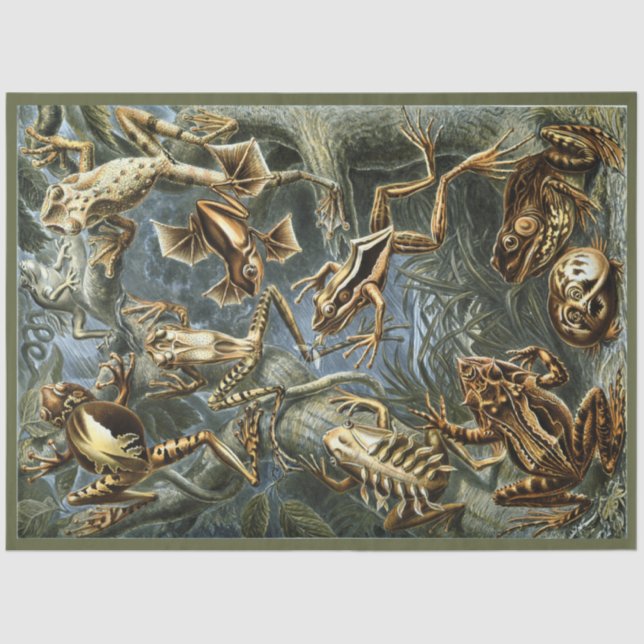 Frogs Ernst Haeckel Papel del tejido de la descone (Anverso)