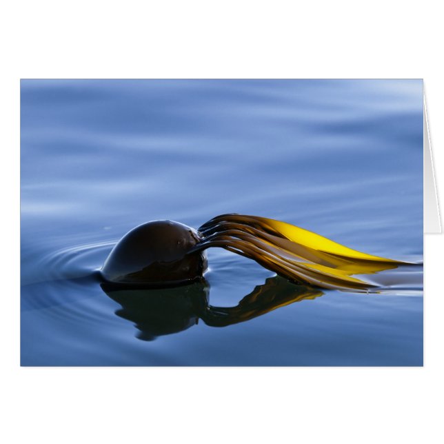 Fronteras doradas (Anverso (Horizontal))