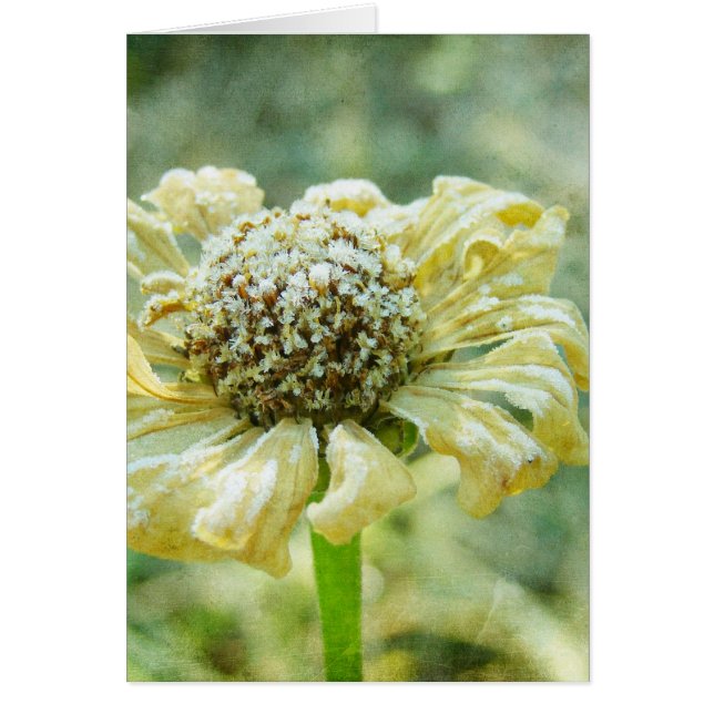 Frosty Zinna (Frente)