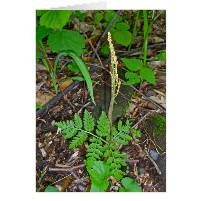 Fruiting Rattlesnake Fern (Botrypus virginianus) (Frente)