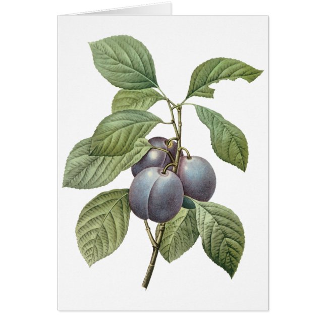 Fruta culinaria vintage, ciruelas moradas de Redou (Frente)