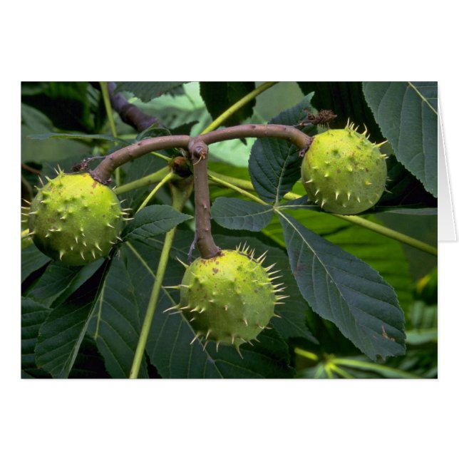 Fruta de árbol de castaña de caballo (Anverso (Horizontal))