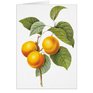 Fruta de la comida de la cosecha, Apricot Peach by