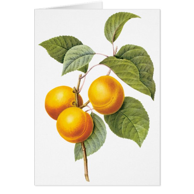 Fruta de la comida de la cosecha, Apricot Peach by (Frente)