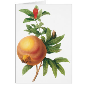 Fruta de la comida de la cosecha, granada de Redou