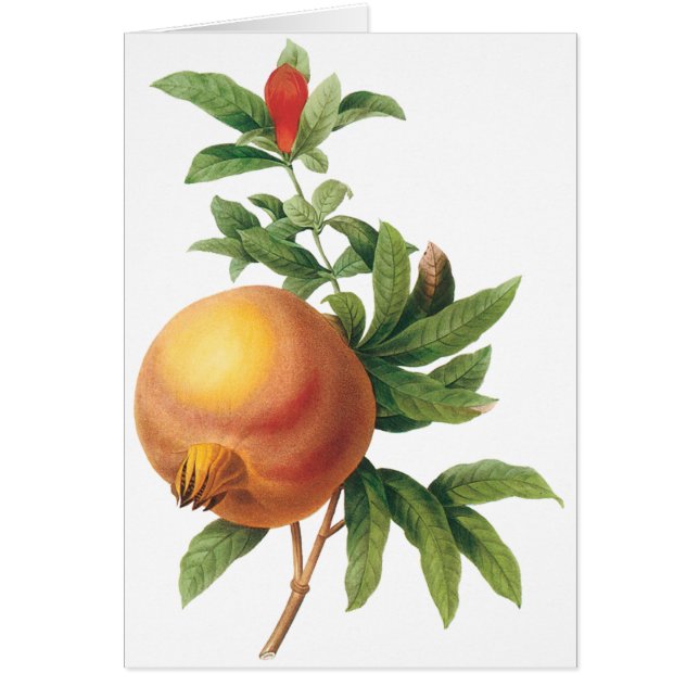 Fruta de la comida de la cosecha, granada de Redou (Frente)