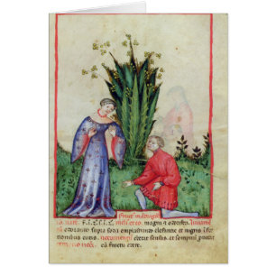 Fruta de Mandrake, from Tacuinum Sanitatis