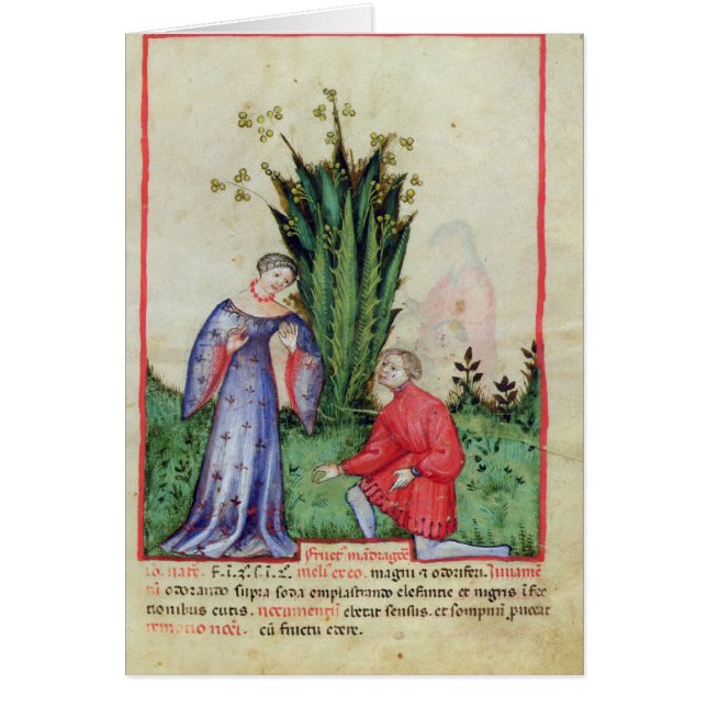 Fruta de Mandrake, from Tacuinum Sanitatis (Frente)