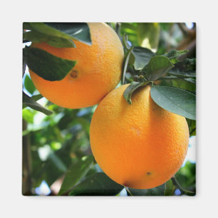 Fruta fresca - imán de los naranjas