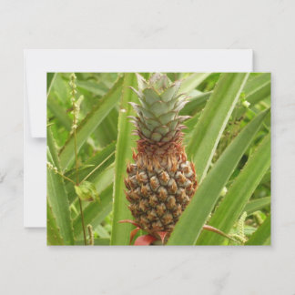 Fruta tropical de la piña silvestre en la naturale
