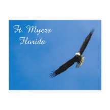 Ft. Postal de Myers Bald Eagle