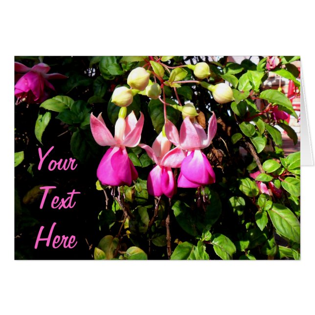 Fuchsia (Anverso (Horizontal))