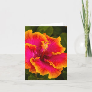 Fuchsia hawaiana y el Naranja Hibiscus