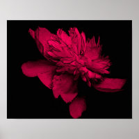 Fuchsia Peony Flower Resumen arte floral