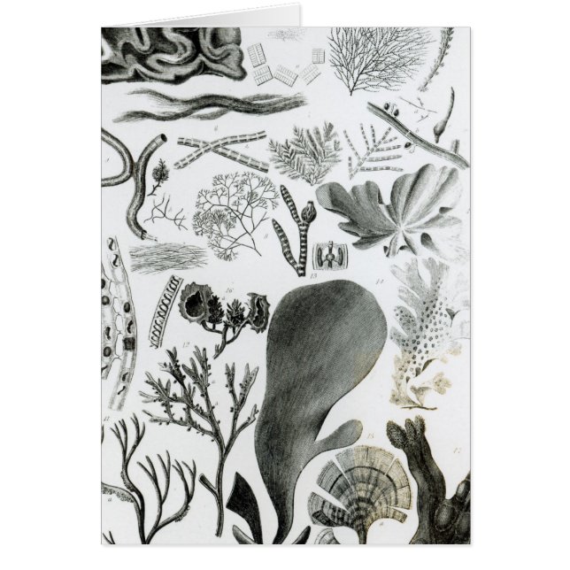 Fucus de Conferra (Frente)