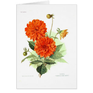 Fuego anaranjado King de la dalia '