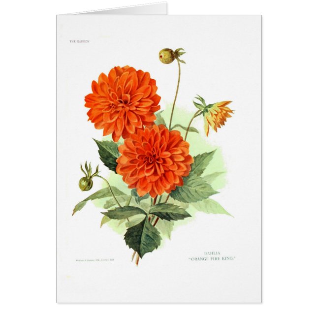 Fuego anaranjado King de la dalia ' (Frente)