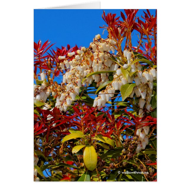 Fuego de Andromeda en Japón (Frente)