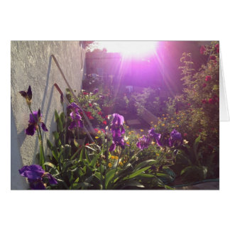 Fuego violeta por armonía