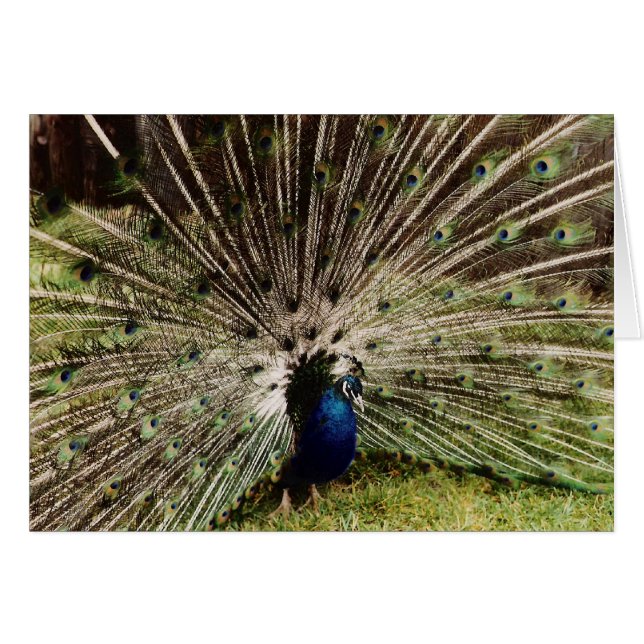 Fuegos artificiales (Anverso (Horizontal))