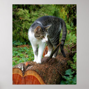 Fuera en una pasarela de gatos - Póster de gatito