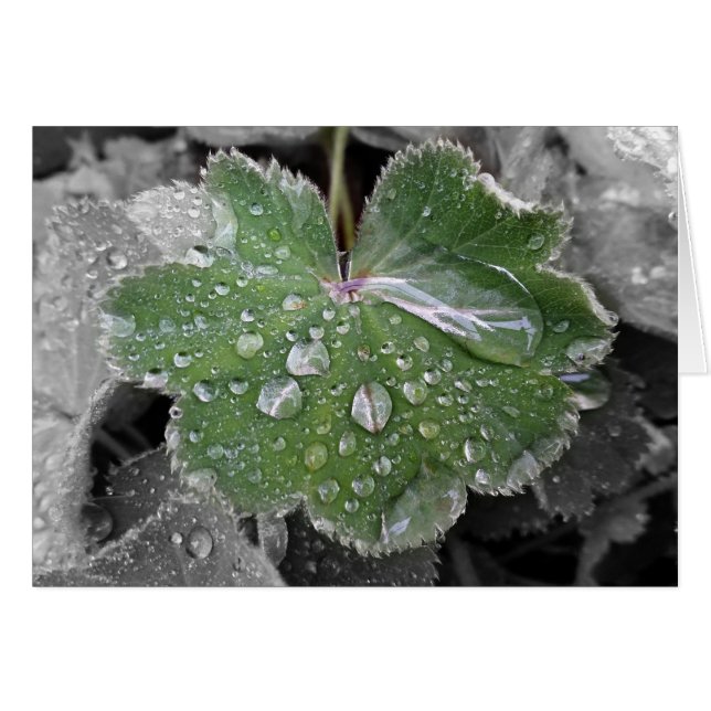 fuerte lluvia (Anverso (Horizontal))