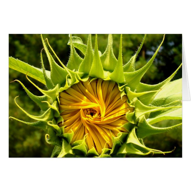 Fun amarillo flor girasol (Anverso (Horizontal))