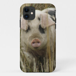 Funda Cute Pig iPhone 5