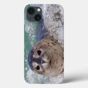 Funda Para iPhone 13 A baby seal surfing