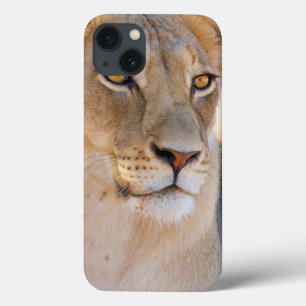 Funda Para iPhone 13 A portrait of a Lioness looking into the distance