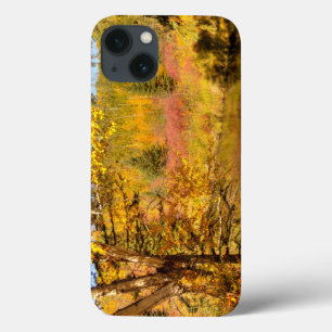 title_seo2 Abedul de otoño