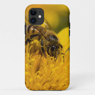 title_seo2 Abeja africana con polen de los santos