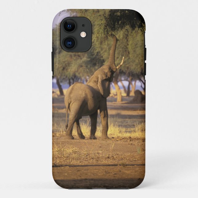 Funda De Case-Mate Para iPhone África, Kenia, Masai Mara. Elefante (Loxodonta) (Reverso)