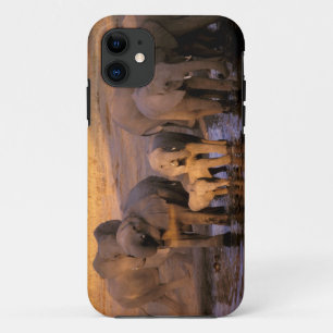Funda Para iPhone 11 África, Kenia, Masai Mara. Elefantes (Loxodonta
