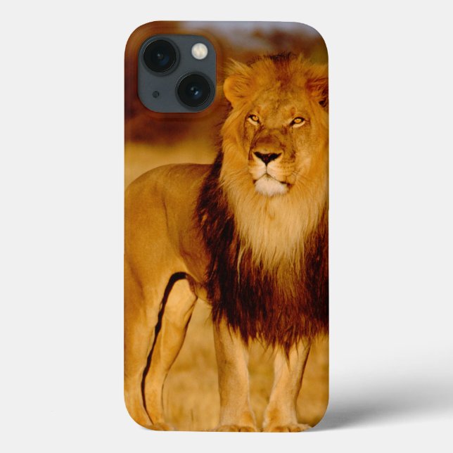 Funda De Case-Mate Para iPhone África, Namibia, Okonjima. León masculino (Reverso)