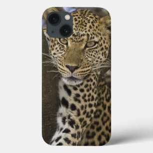 Funda Para iPhone 13 Africa. Tanzania. Leopard in tree at Serengeti