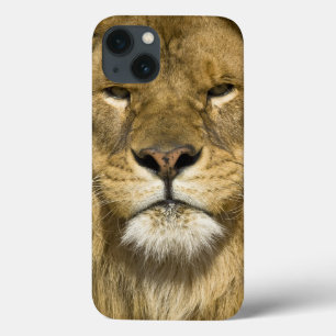 Funda Para iPhone 13 African Barbary Lion, Panthera leo leo, one of
