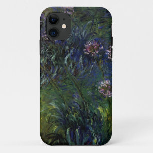 title_seo2 Agapanthus