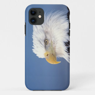 Funda Para iPhone 11 águila calva, Haliaeetus leuccocephalus,