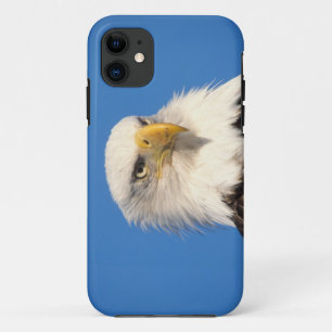 title_seo2 águila calva, Haliaeetus leucocephalus, 2