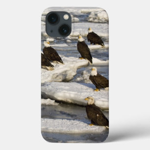 Funda Para iPhone 13 Águila calva, Haliaeetus leucocephalus, Homer, 2