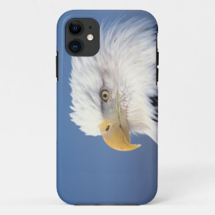 title_seo2 águila calva, Haliaetus leuccocephalus,