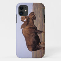 alce, Alces alces, toro con grandes cuernos