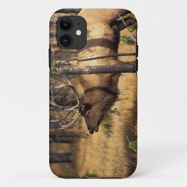 Funda De Case-Mate Para iPhone alce, Cervus elaphus, toro toca la corneta en un á (Reverso)