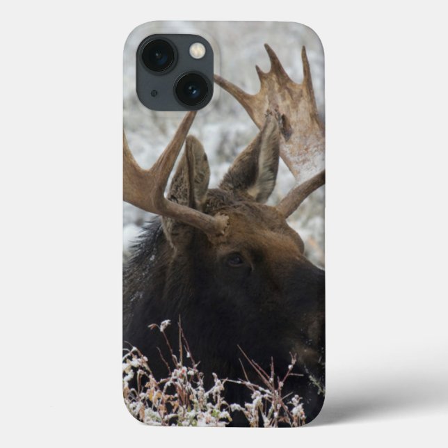 Funda De Case-Mate Para iPhone Alce toro de Shiras (Reverso)
