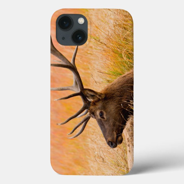 Funda De Case-Mate Para iPhone Alces (Cervus Elephus) que descansan en hierba de (Reverso)