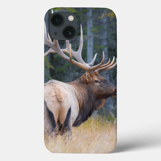 Funda De Case-Mate Para iPhone Alces de la montaña rocosa de Bull (Reverso)