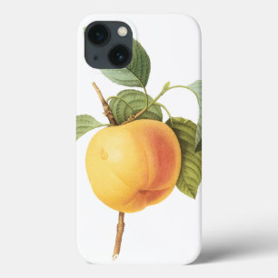 Funda Para iPhone 13 Alimento de Frutas Vintage, Manzana Calville por R
