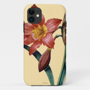 title_seo2 Amaryllis